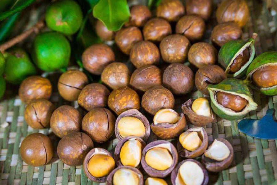 Hạt Macadamia là gì? Công dụng tuyệt vời của hạt Mắc ca